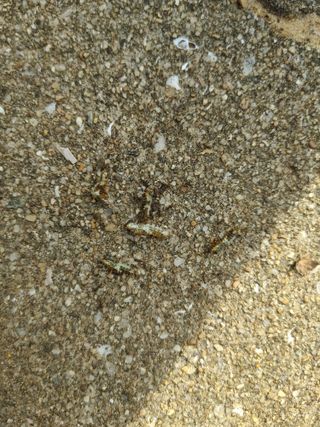 히나팜님의 기타작물 · 병해충상담 작성글 사진