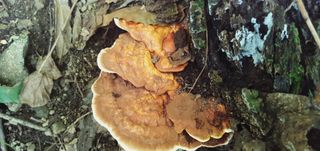 알 수 없음님의 자유주제 · 자유게시판 작성글 사진