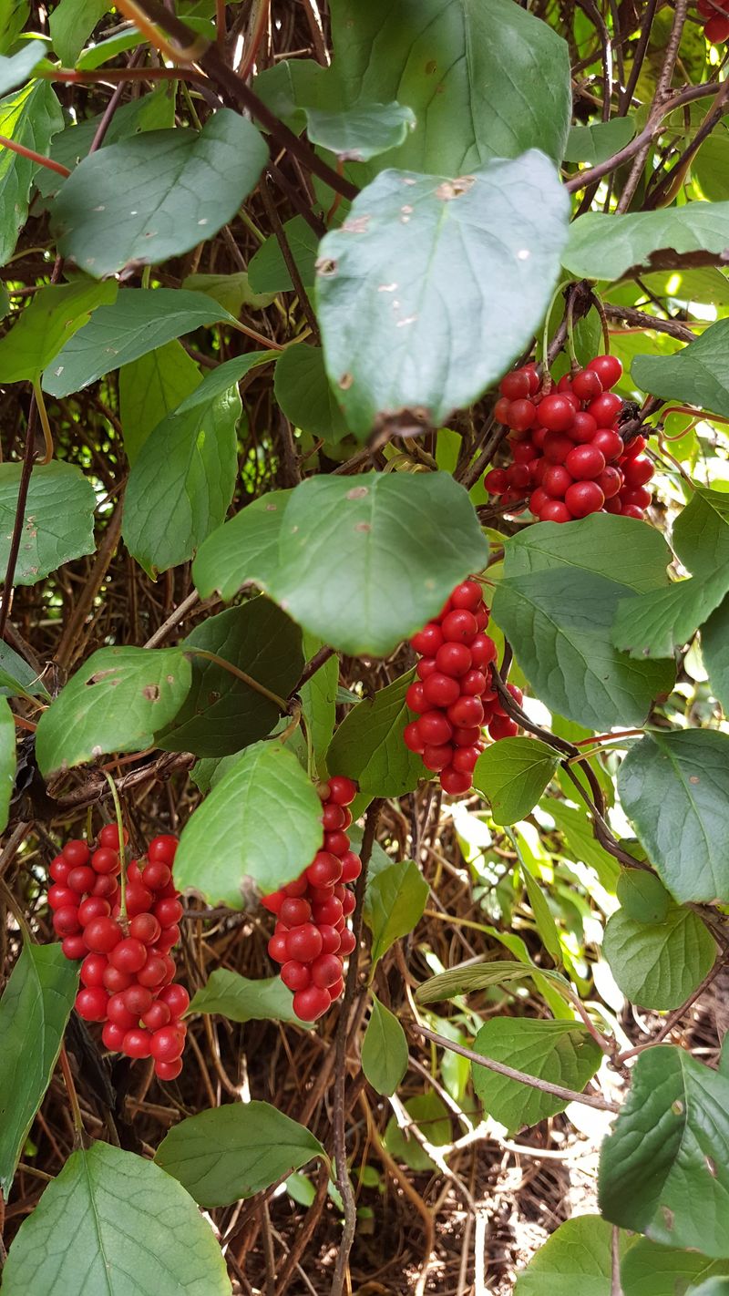 장터 상품 [2025년 생오미자10kg ] 썸네일