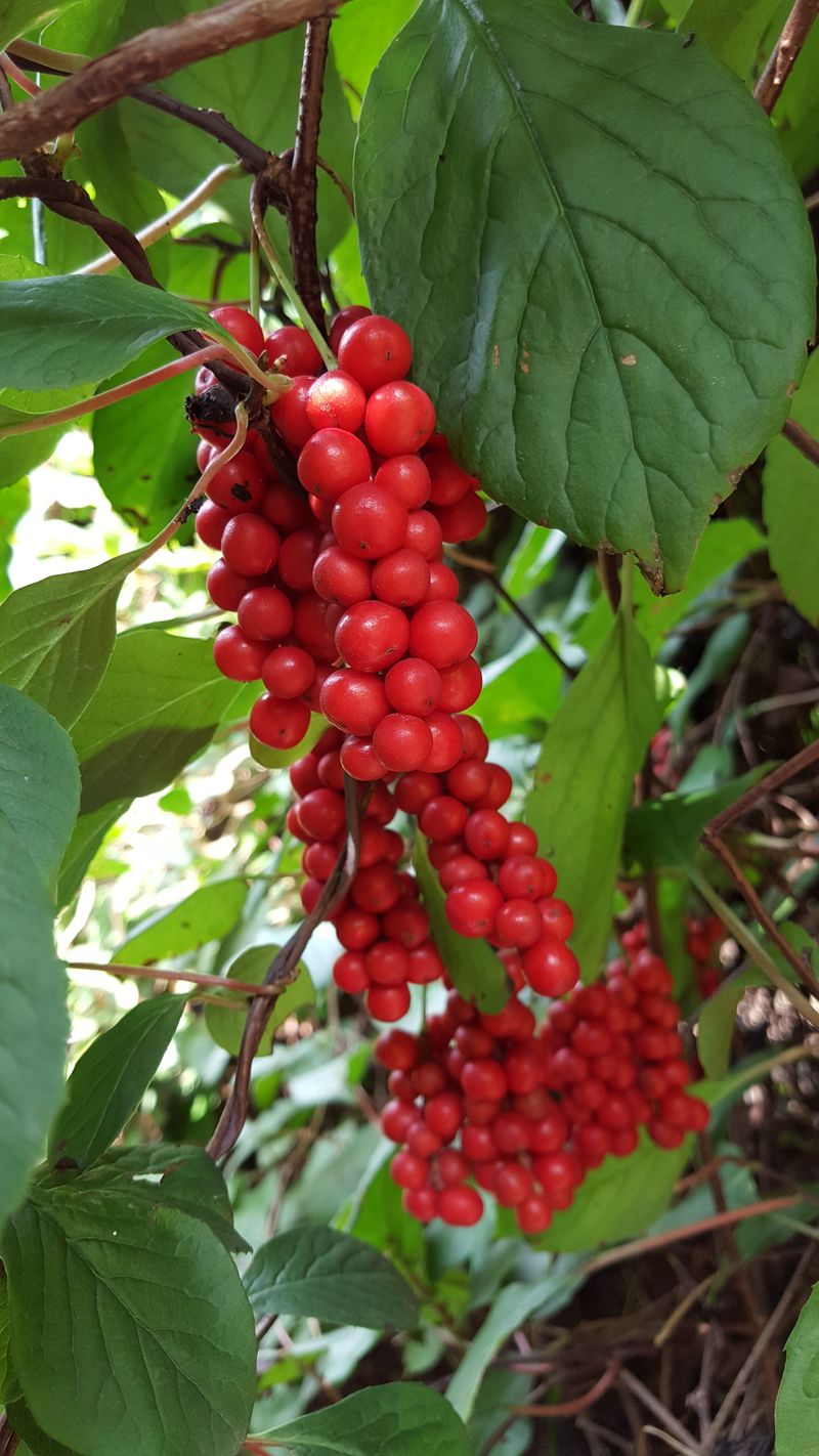 영양고추(현암)님의 장터 판매 상품 [2025년 생오미자10kg ] 첨부 사진