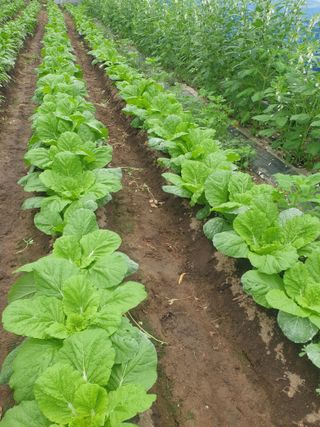 허굴산농장님의 자유주제 · 자유게시판 작성글 사진