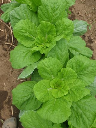 허굴산농장님의 자유주제 · 자유게시판 작성글 사진