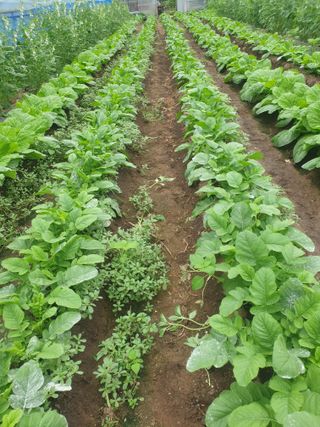 허굴산농장님의 자유주제 · 자유게시판 작성글 사진