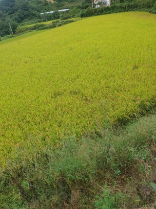 허굴산농장님의 자유주제 · 자유게시판 작성글 사진