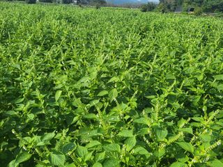 서명석님의 자유주제 · 자유게시판 작성글 사진