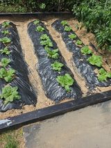 팜모닝 자유주제·자유게시판 게시글 이미지