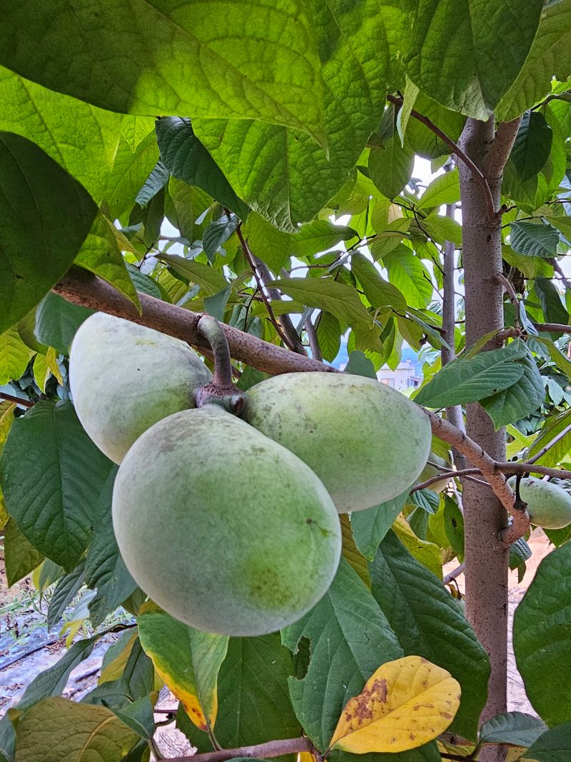 의성소담농원김명제님의 장터 판매 상품 [냉동 포포 1K] 첨부 사진