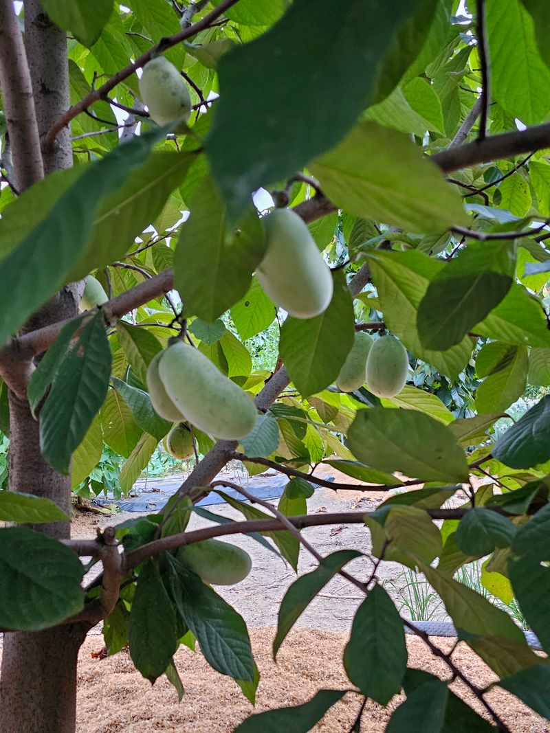 의성소담농원김명제님의 장터 판매 상품 [냉동 포포 1K] 첨부 사진