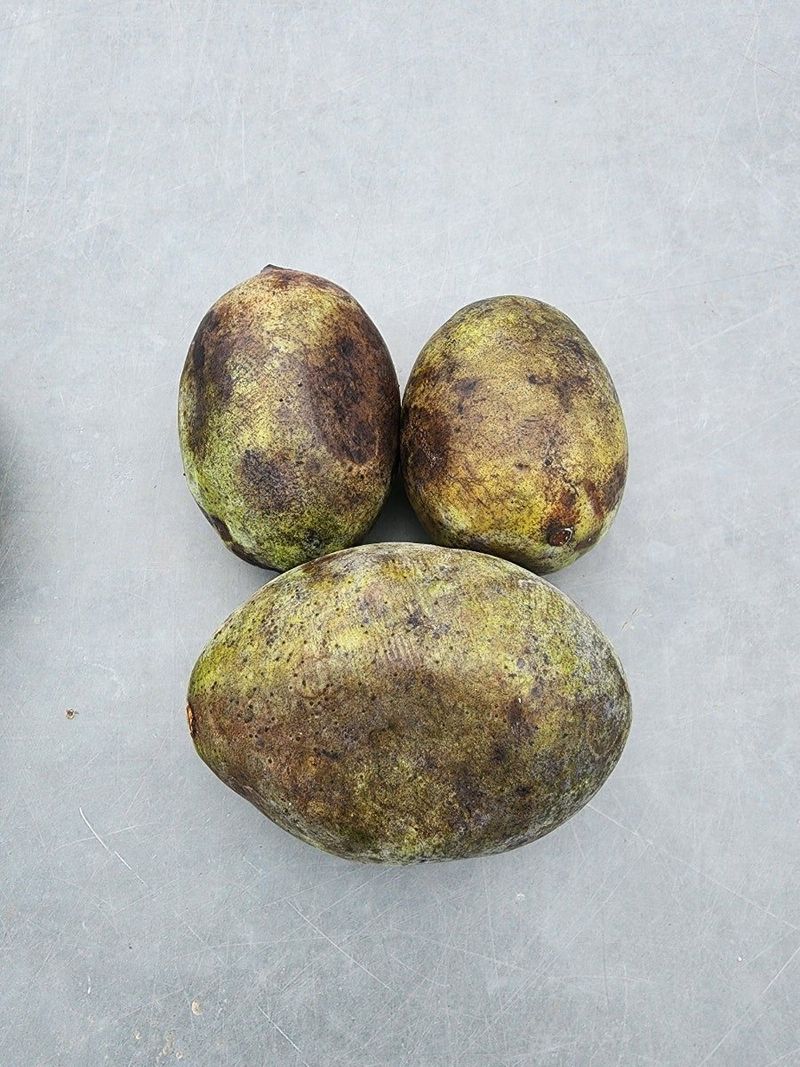 의성소담농원김명제님의 장터 판매 상품 [냉동 포포 1K] 첨부 사진