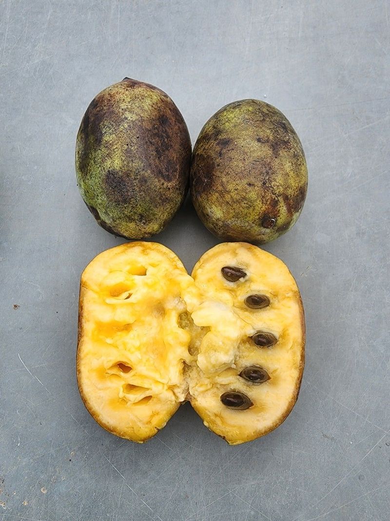 의성소담농원김명제님의 장터 판매 상품 [냉동 포포 1K] 첨부 사진