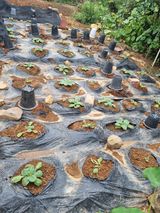 팜모닝 자유주제·자유게시판 게시글 이미지