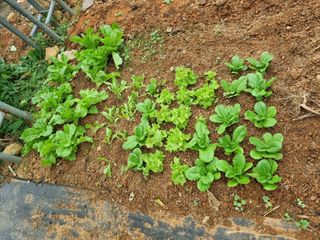 이남신님의 자유주제 · 자유게시판 작성글 사진