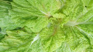 김해읍내님의 배추 · 병해충상담 작성글 사진