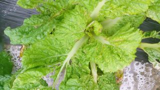 김해읍내님의 배추 · 병해충상담 작성글 사진