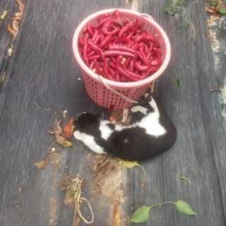 알 수 없음님의 고추 · 영농일지 작성글 사진