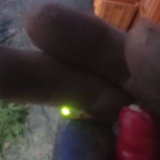 알 수 없음님의 고추 · 영농일지 작성글 사진