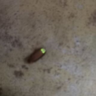 알 수 없음님의 고추 · 영농일지 작성글 사진