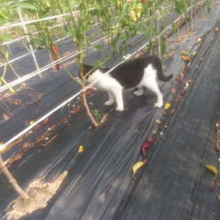 알 수 없음님의 고추 · 영농일지 작성글 사진