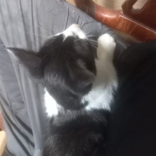 알 수 없음님의 고추 · 영농일지 작성글 사진