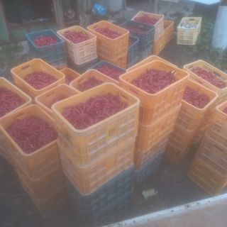 알 수 없음님의 고추 · 영농일지 작성글 사진