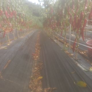 알 수 없음님의 고추 · 영농일지 작성글 사진