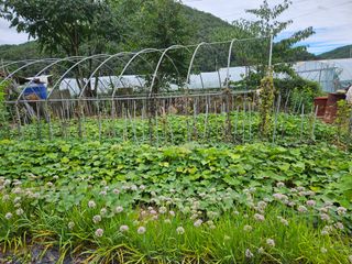 강류담15632님의 고구마 · 영농일지 작성글 사진