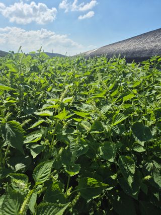 송광만님의 들깨 · 자유게시판 작성글 사진