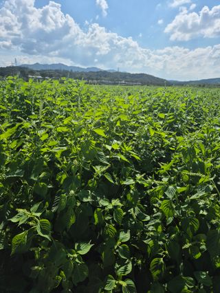 송광만님의 들깨 · 자유게시판 작성글 사진