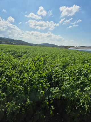 송광만님의 들깨 · 자유게시판 작성글 사진