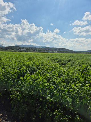 송광만님의 들깨 · 자유게시판 작성글 사진