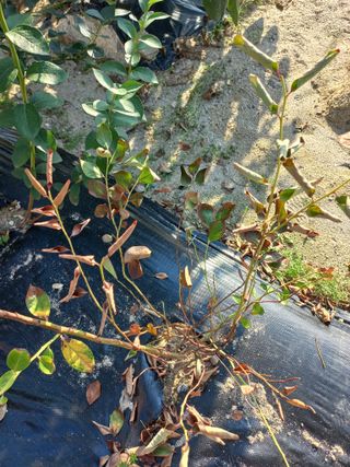 임재창님의 블루베리 · 병해충상담 작성글 사진