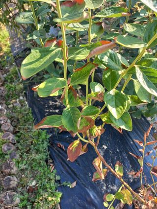 임재창님의 블루베리 · 병해충상담 작성글 사진