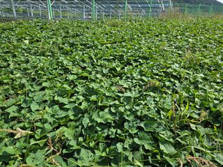 농막쥔님의 고구마 · 영농일지 작성글 사진