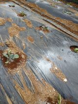 팜모닝 배추·영농일지 게시글 이미지