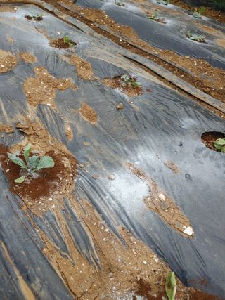 추연호님의 배추 · 영농일지 작성글 사진