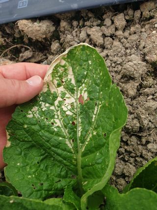 부여농부님의 배추 · 병해충상담 작성글 사진