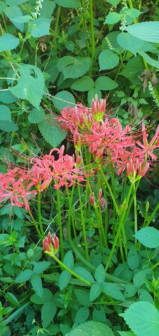 함영숙 님의 자유주제 · 자유게시판 작성글 사진