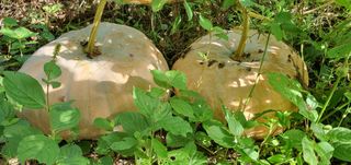 함영숙 님의 자유주제 · 자유게시판 작성글 사진