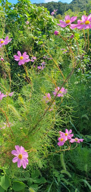 함영숙 님의 자유주제 · 자유게시판 작성글 사진