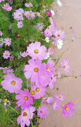 함영숙 님의 자유주제 · 자유게시판 작성글 사진