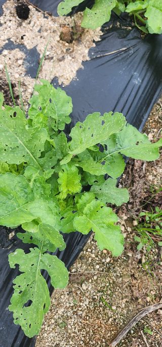 최동식님의 기타작물 · 영농일지 작성글 사진