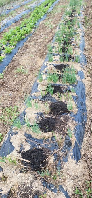 최동식님의 기타작물 · 영농일지 작성글 사진