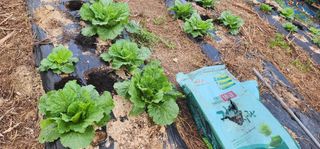 최동식님의 기타작물 · 영농일지 작성글 사진