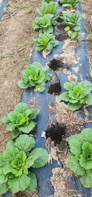 최동식님의 기타작물 · 영농일지 작성글 사진