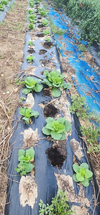 최동식님의 기타작물 · 영농일지 작성글 사진