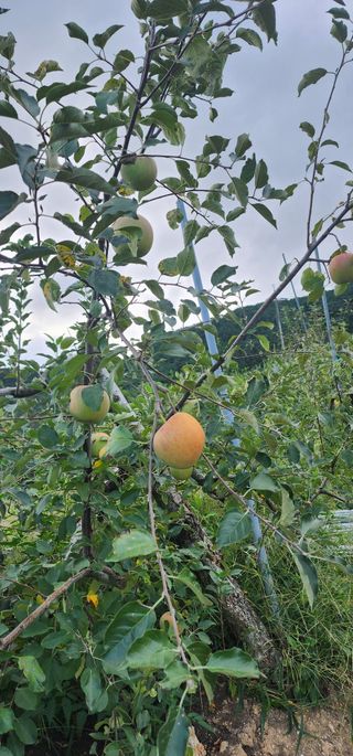 최동식님의 기타작물 · 영농일지 작성글 사진