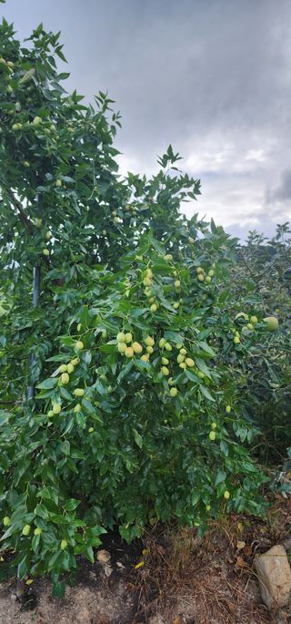 최동식님의 기타작물 · 영농일지 작성글 사진