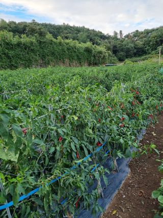 김영일님의 고추 · 영농일지 작성글 사진