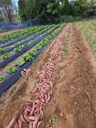 최선희님의 고구마 · 영농일지 작성글 사진