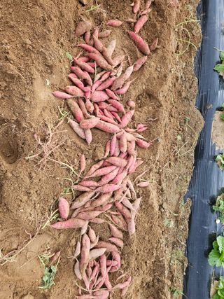 최선희님의 고구마 · 영농일지 작성글 사진